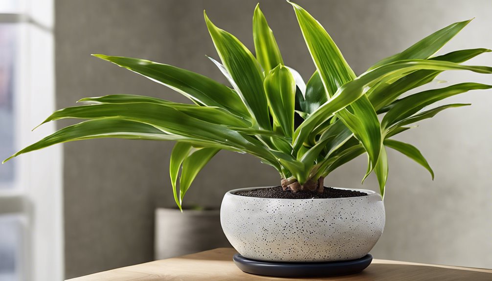 drzewa doniczkowe dobrze drenuj ca gleba