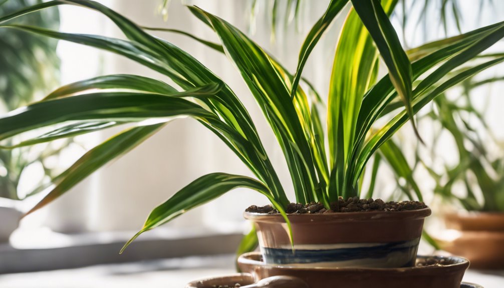 najlepsza gleba dla draceny